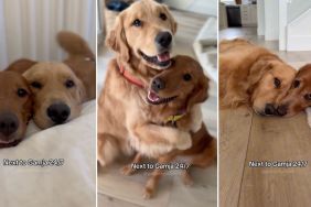 Video: Dog Stays Right by Furry Sibling’s Side Day & Night