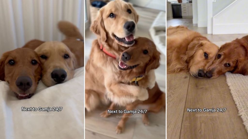 Video: Dog Stays Right by Furry Sibling’s Side Day & Night