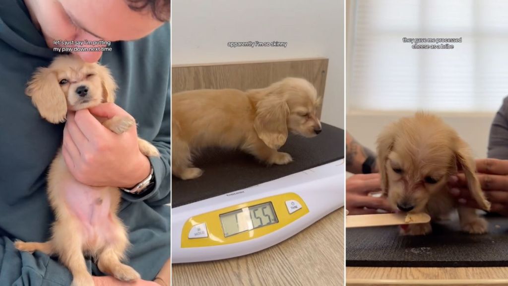 Video: Dog Owners 'Betray' Mini Dachshund With a Vet Visit