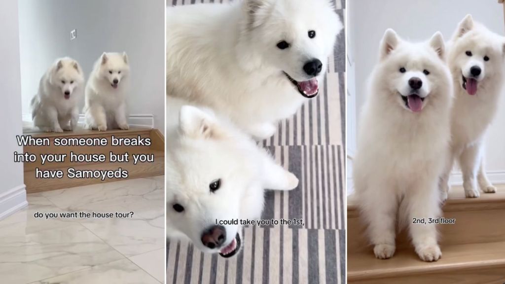 Video: Owner Believes Samoyeds Will Give House Tour if Someone Breaks In