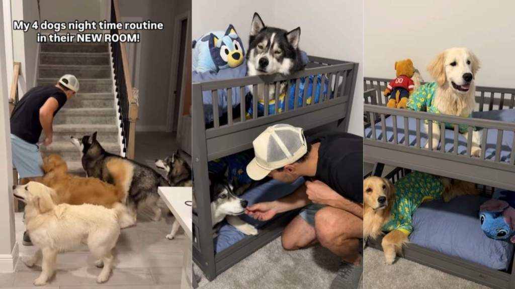 Video: Dog Pack’s Nighttime Routine in Their New Room Is Pure Joy