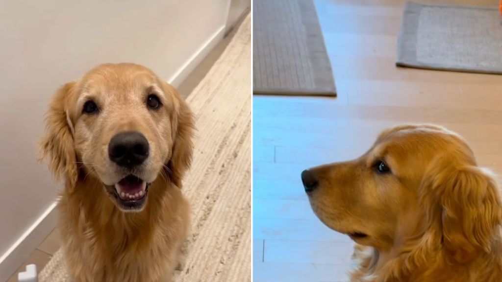 Video: Golden Retriever Gives Owner Side Eye for Late Dinner