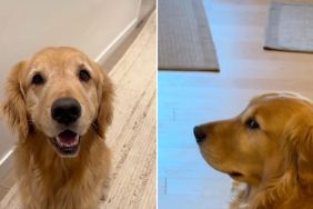 Video: Golden Retriever Gives Owner Side Eye for Late Dinner