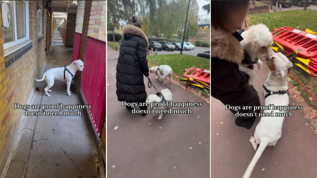 Video: This Dog Is Proof It Doesn’t Take a Lot To Be Happy