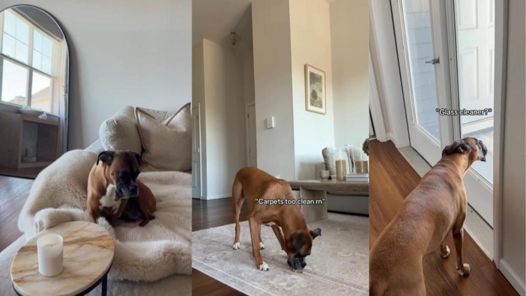 Video: Boxer Keeps Creating a Mess in Mom's Cleaning Routine