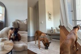 Video: Boxer Keeps Creating a Mess in Mom's Cleaning Routine