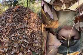 Video: Labrador Hides in Unlikely Spot, Leaves Owner Looking