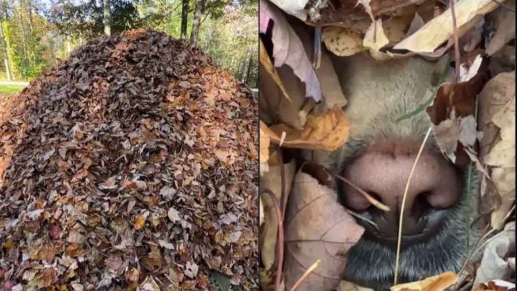 Video: Labrador Hides in Unlikely Spot, Leaves Owner Looking