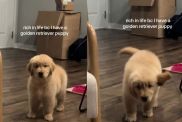 Golden Retriever Puppy Is Owner's True Treasure in Cute Video