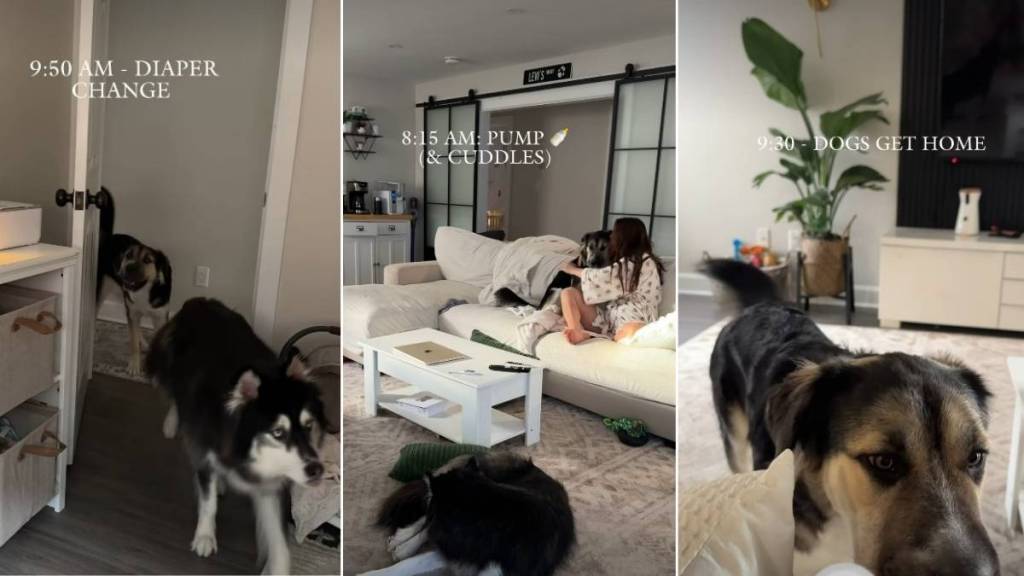 Video: First-Time Mom Navigates Life With 2 Huskies & Twins