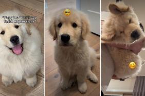 Golden Retriever Puppy Proves a Myth Wrong in Cute Video
