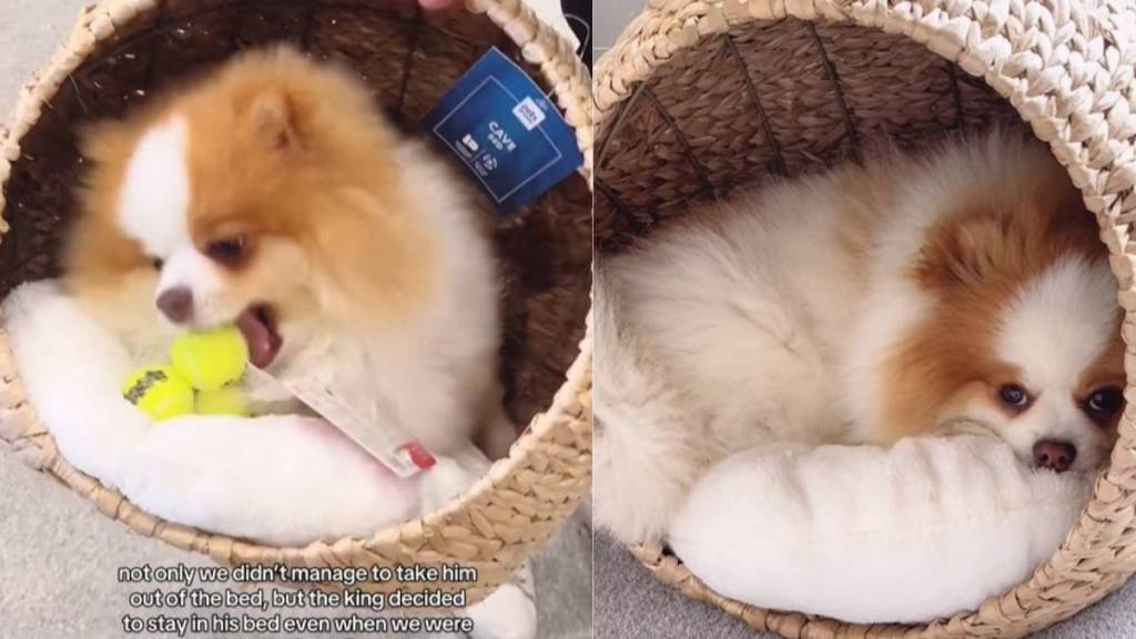 Video: Pomeranian Gets New Dog Bed After He's 'Obsessed' With It