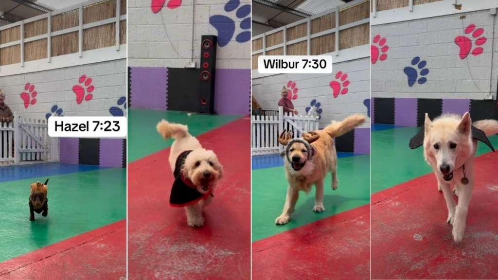 Video: Daycare Dogs Win Halloween With Hilarious Costumes