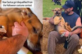 Video Shows How Rescue Puppy Spent His Halloween