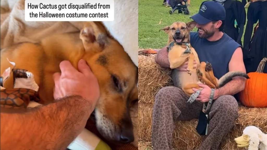 Video Shows How Rescue Puppy Spent His Halloween