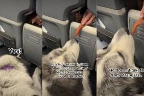 Video: Dog Enjoys Beef Jerky Treat From Stranger on Flight