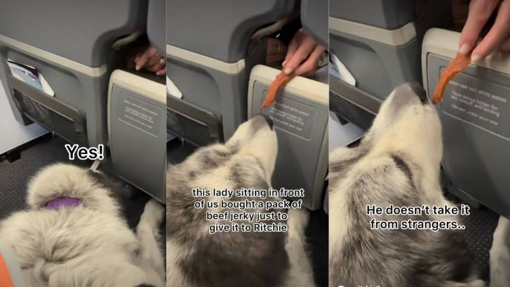 Video: Dog Enjoys Beef Jerky Treat From Stranger on Flight