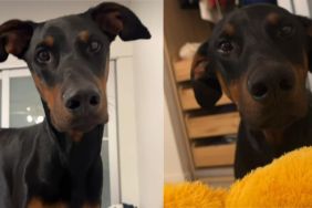 Video Shows Why a 'Mean, Scary' Doberman Should Be Avoided