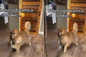Video: Golden Retriever Uses His Paw Uniquely to Demand Cookies