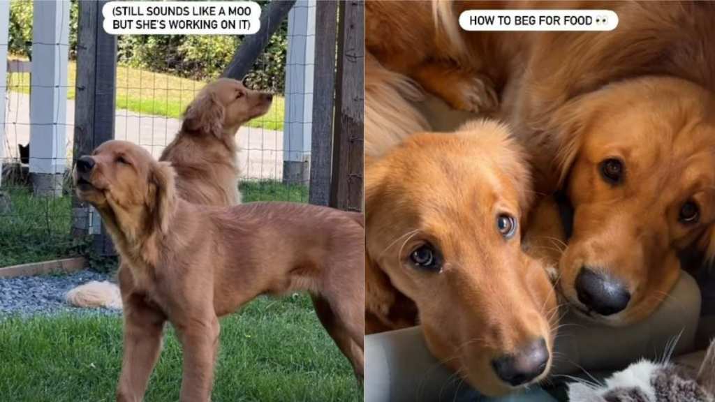 Video: Golden Retriever Teaches Furry Sister All Things Chaotic