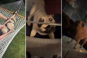Pug 'Lets Intrusive Thoughts Win' in Fun Compilation Video