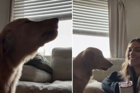 Video Shows Why Some Might Mistake This Golden Retriever for a Wolf