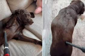 Video: Labrador 'Demands a Massage' Using Vacuum Cleaner