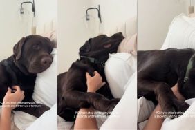 Video: Dog Throws Tantrum if Owner Stops Petting for ‘2 Seconds'