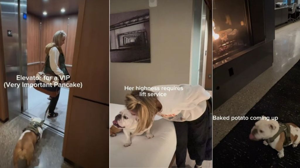 Video: Bulldog Has High Standards During First Hotel Experience