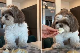 Video: Shih Tzu Won’t Eat Until ‘Hand-Fed’ by Owner