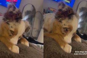 Video: Dog Owner Is Shocked To See Puppy Making Biscuits Like Cats