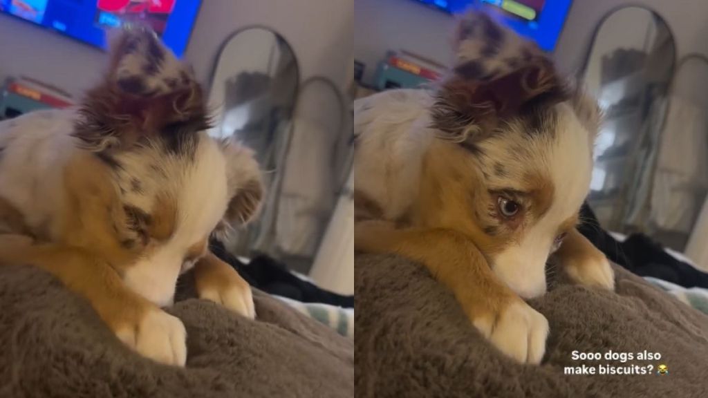 Video: Dog Owner Is Shocked To See Puppy Making Biscuits Like Cats