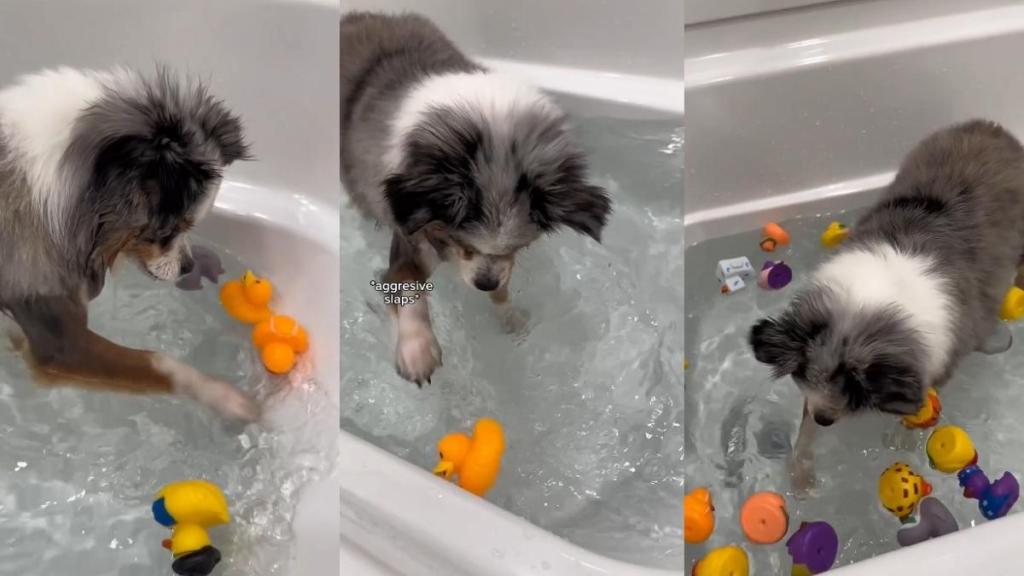 Video: Dog Can't Stop Slapping Rubber Ducks During Bathtime