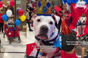 Kids Celebrate Deaf Rescue Dog’s Birthday by Wishing in Sign Language & More