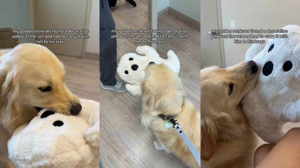 Video: Dog Carries ‘Emotional Support Ghost’ Stuffy to X-Rays