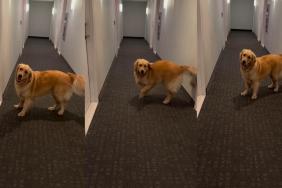 Video: Dog Throws Tantrum When Owner Won’t Open Door Fast Enough