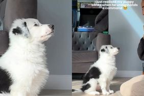 Video: Dog Does This First When He Understands a Command