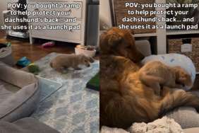 Video: Dachshund Repurposes Ramp as 'Launch Pad'