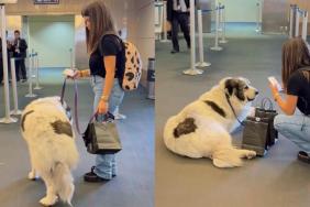 Big Gentle Dog Waits Patiently at the Boarding Gate in Cute Video
