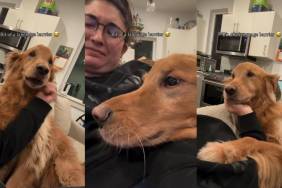 Video: Owner Faces 'Language Barrier' While Communicating With Dog