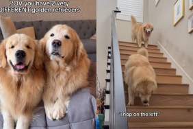 Video Shows What It Looks Like to Have Two 'Very Different' Golden Retrievers