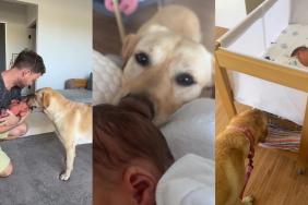 Video: Labrador Meeting 'Human Puppy' Sister Is Too Adorable