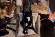 Video: Dog’s Antics Are Like He’s Just ‘One of the Siblings'