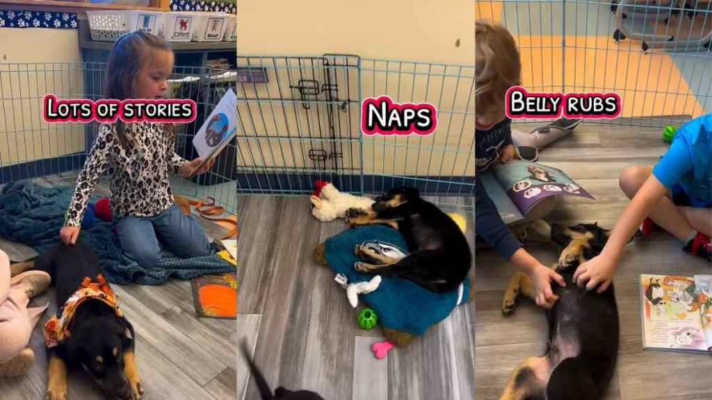 Video: Foster Puppy Gets Adopted by First Friend at School
