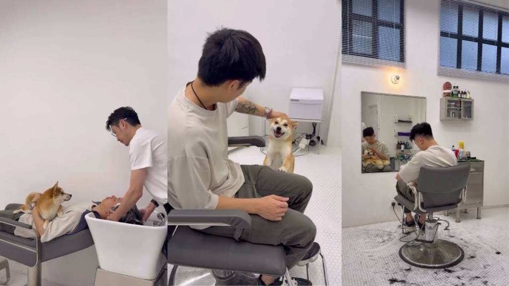 Video: Shiba Inu Is an Official Therapist at Barber Shop