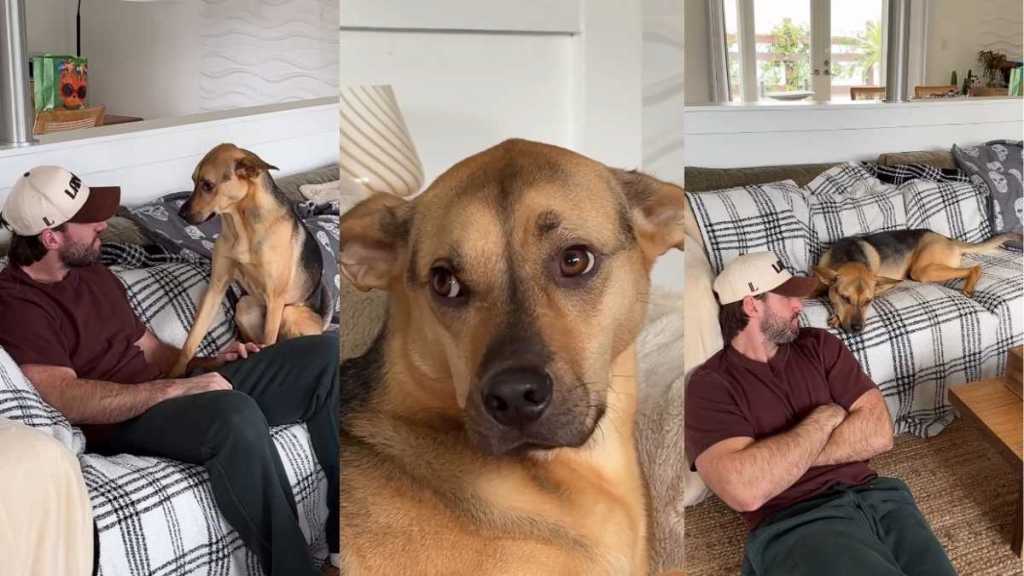 Rescue Puppy Proves the Couch Is All His in Cute Video