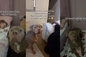 Video: XL Bully Stays By Sister's Side When She's Sick