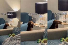 Video: Dachshund Is Successful in ‘Grand Heist’ of Tea Biscuit