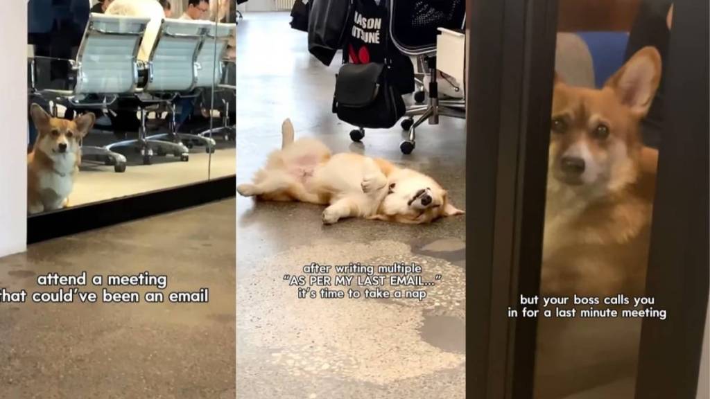 Video: Corgi Is the 'Chief Snooze Officer' on Office Day