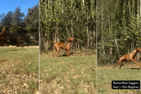 Vizsla Puppy Wins Internet by Chasing Butterflies in Cute Video